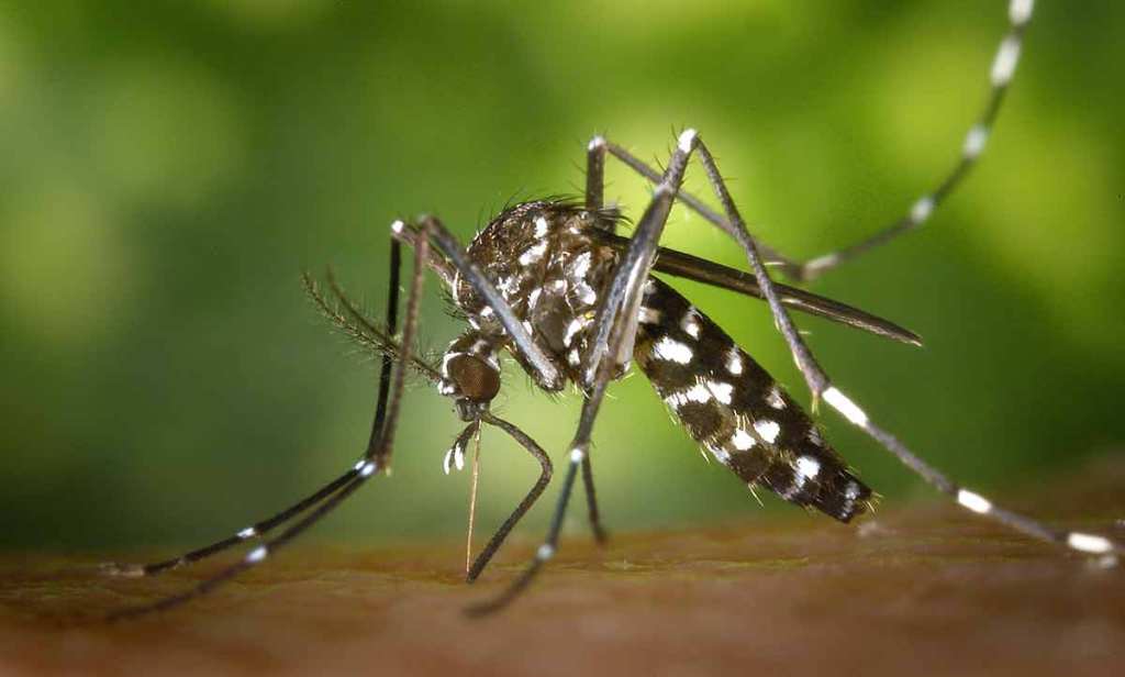 Pourquoi les moustiques sont-ils attirés par la lumière ?